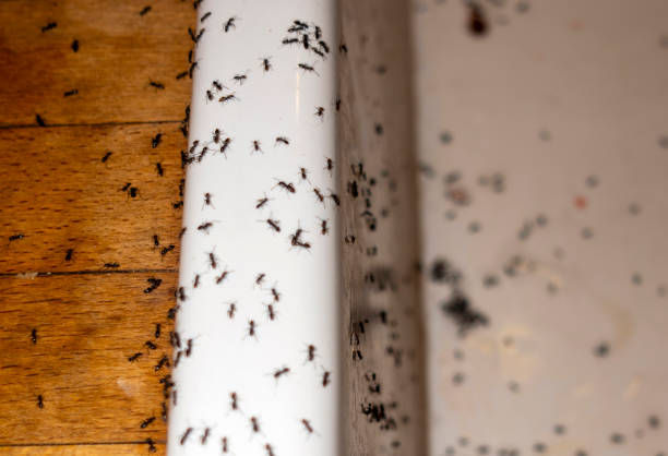 Best Cockroach Control Services  in Huntington Park, CA