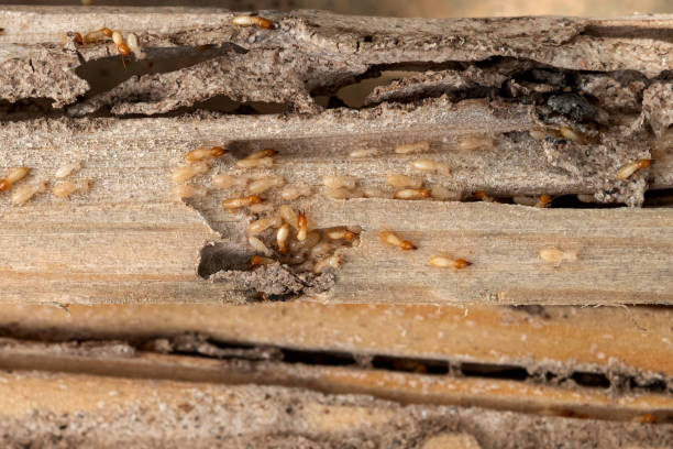 Best Local Pest Control Services  in Huntington Park, CA